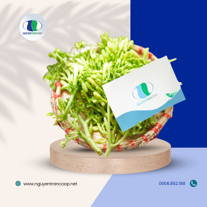 Hoa Đu Đủ Đực Tươi