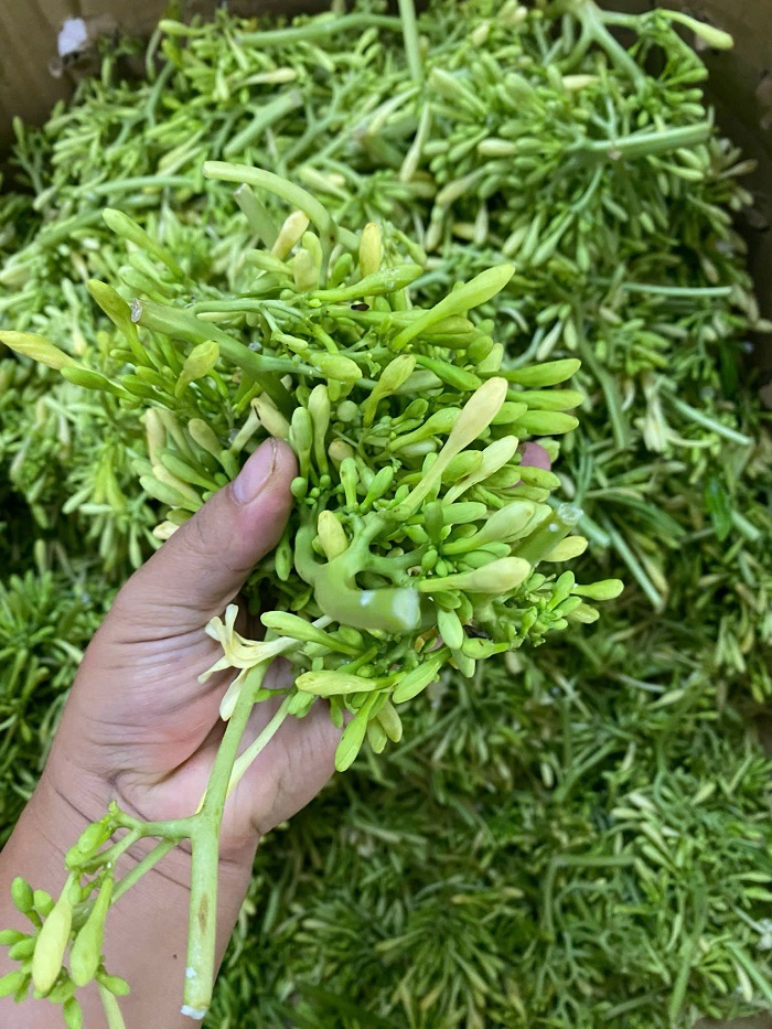 hoa du du duc tuoi (1)