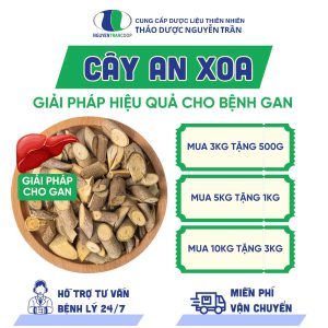 Cây An Xoa "Giải pháp hiệu quả cho B.ệ.n.h G.a.n"