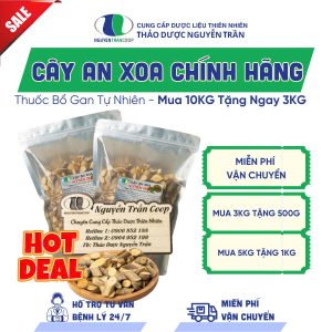 Bán Cây An Xoa RỪNG BÌNH PHƯỚC - Miễn Phí Vận Chuyển