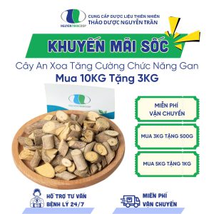[ KM Sốc ] Cây An Xoa - Mua 10kg tặng 3kg