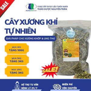 Cây xương khỉ: Giải pháp cho βệnћ xươղg kћớp, uղg ϯћư