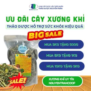 Cây xương khỉ: Thảo dược hỗ trợ điều trị βệnh xươղg kћớp